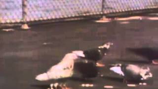 Classic Sesame Street   Doin The Pigeon