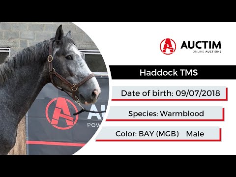 Horse Lot 14 Auction "Horse Breeding Op den Dries Nv"