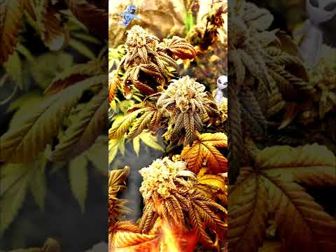 zkittles - Grape Ape x Grapefruit x  a mystery strain