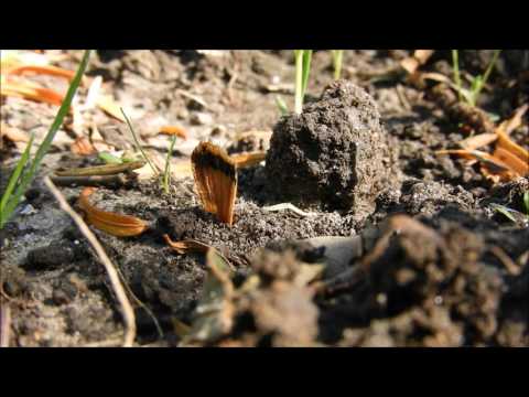 20170619 mieren met vleugel nachtvlinder / ants with moth wing