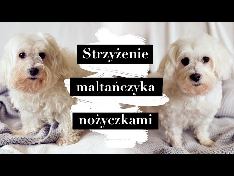 Dobry szampon opinii wypadanie włosów Maska do wzrostu włosa Vitex Belita