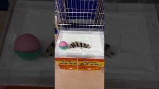 永遠に観れる【じゃれっこモーラー】