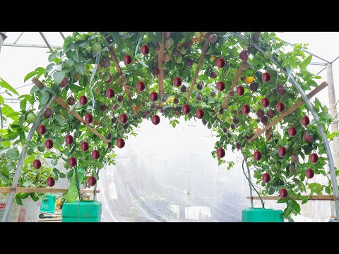 Growing passion fruit on the terrace is full of fruit