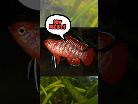 Scarlet Badis: Dario Dario. Wie unterscheidet man echte Weibchen von echten Männchen? Ein kniffli...