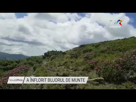 A ÎNFLORIT BUJORUL DE MUNTE