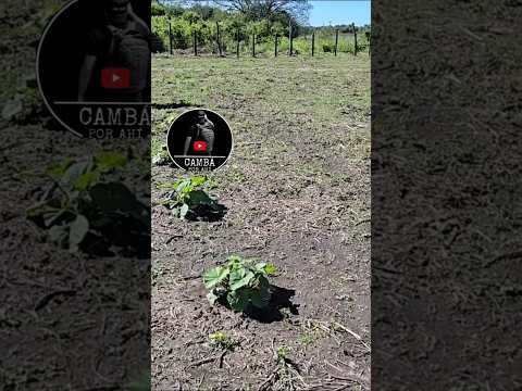 Así se vive en el CHACO PROFUNDO 🇦🇷 | La vida rural del norte de Argentina #chacoargentina