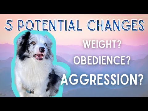 Will Neutering CHANGE My Dog?