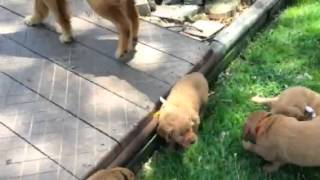 Playing On the Grass at 5 weeks