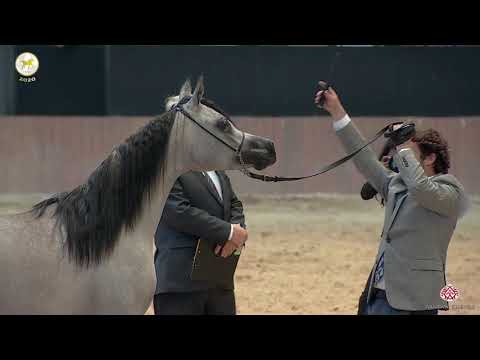 N 7 AYAH AL FALA   Straight Egyptian World Championship 2020   Yearling Fillies Class 1B