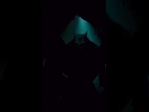 Alpha Werwolf Gets Scared | Wolf Pack Edit #wolfpack #wolfpackedit #shorts