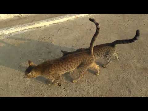 Cats walking | Cats video