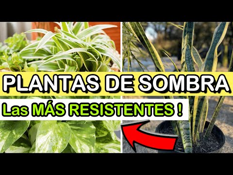 , title : 'Estas 7 Plantas CRECEN En La SOMBRA 😱| Plantas De Interior RESISTENTES Con Poca LUZ'
