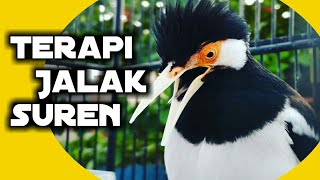 Download lagu Terapi jalak suren agar cepat gacor mp3 Download lagu Terapi jalak suren agar cepat gacor mp3