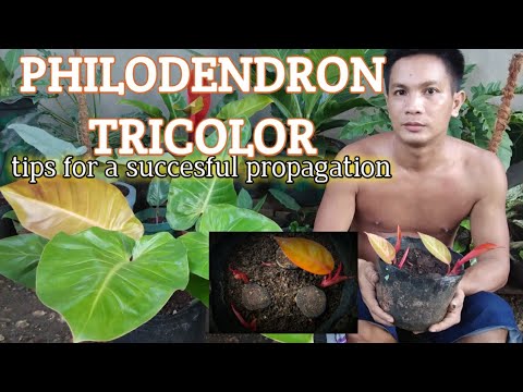 , title : 'TIPS FOR PROPAGATING PHILODENDRON TRICOLOR | DIY, SIMPLE AND EASY