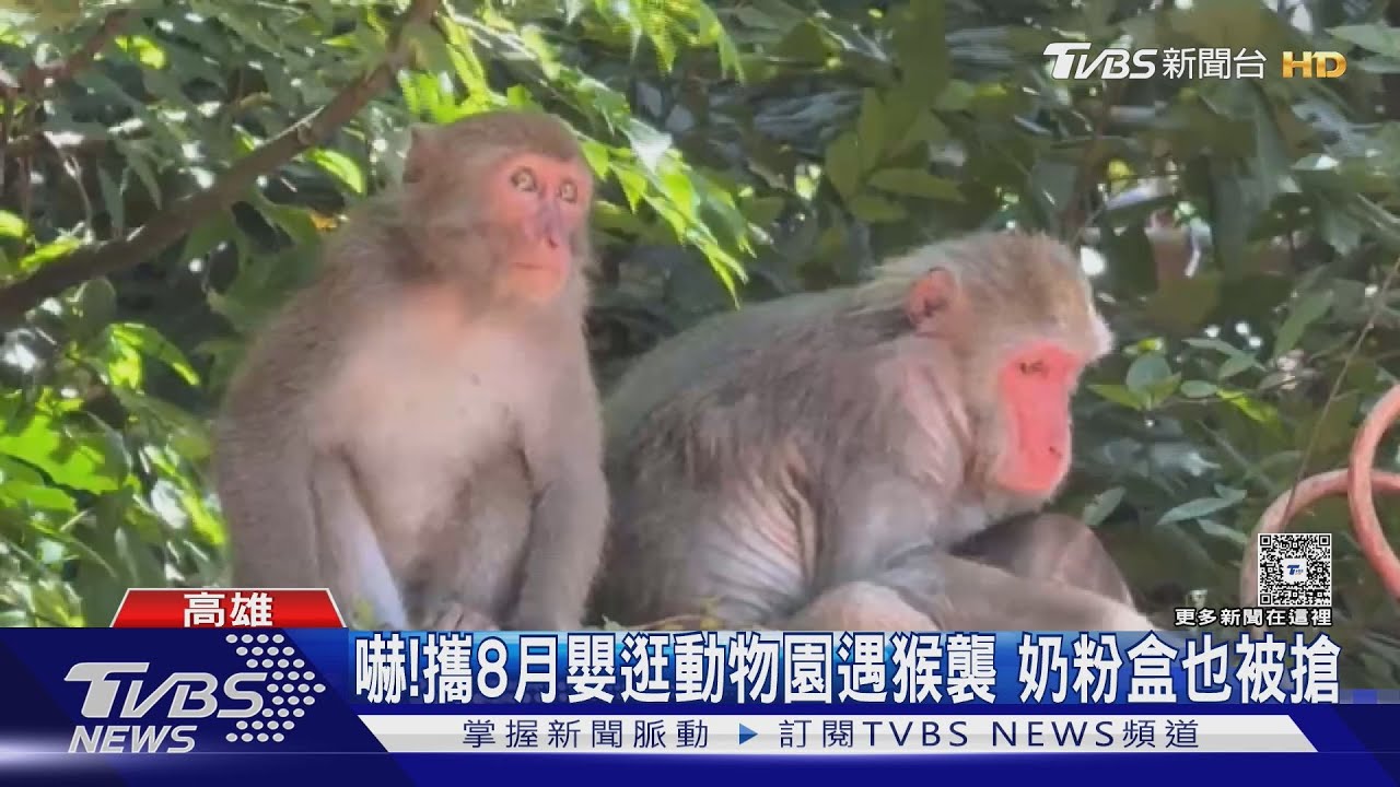 這「粉」很純喔! 攜8月嬰逛動物園遇猴襲 奶粉也被搶