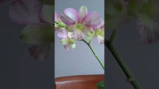 Download lagu Anggrek Den. Golden Strip (maaf klo salah ID) #flowers #orchid #anggrekdendro #anggrek mp3
