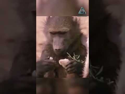 Зачем бушмен ловит бабуина?