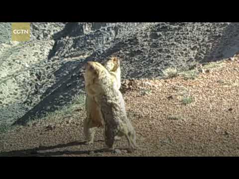 Camera captures two bobak marmots playing in Gansu China