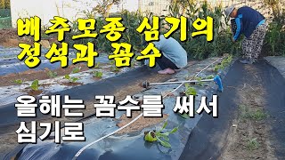 김장배추 심기의 정석과 꼼수/올해는 꼼수를 써서 심기로