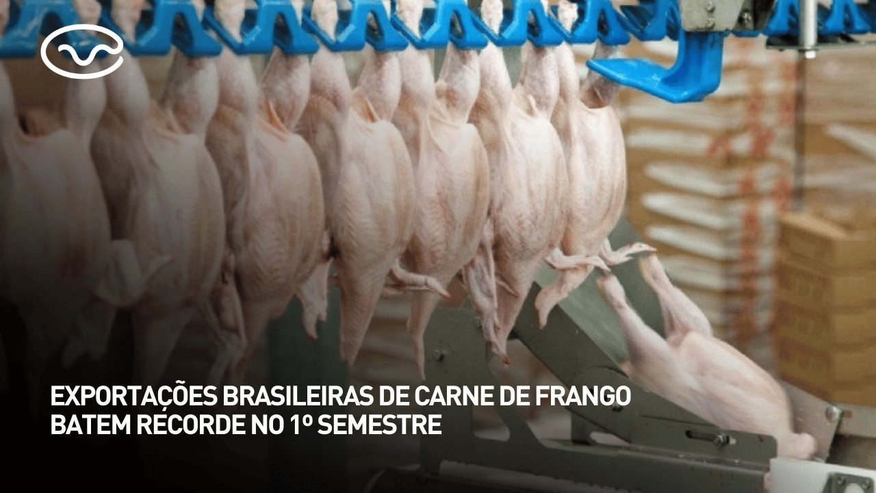 Exportações brasileiras de carne de frango batem recorde no 1º semestre
