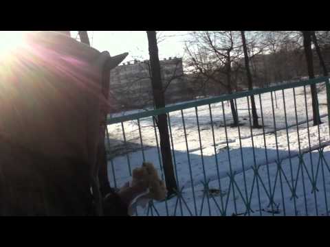 Skiera wpierdala knysze xd