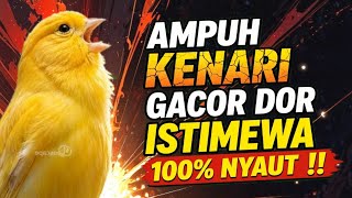 Download lagu VIRAL‼️ Burung KENARI GACOR PANJANG Ampuh utk PANCINGAN & Terapi Kenari Macet, Kenari vs Lovebird mp3