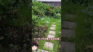 庭に畑を作ってみた【その42】 #shorts