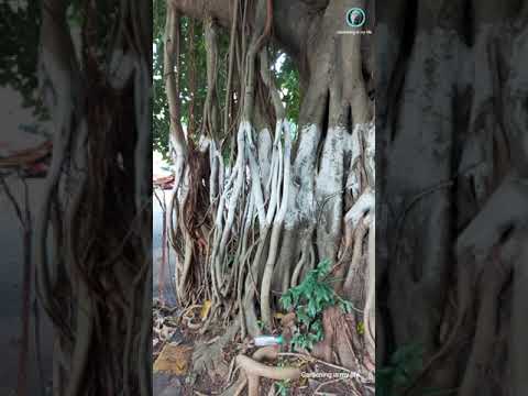 , title : 'Banyan Tree #Aerial Roots #Garden |Banyan Roots #indian Fig Root #Aal Root #Science #Education'