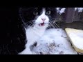 Tuxedo Cat Chronicles A Hiss Of Displeasure