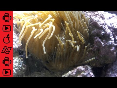 Klaun ohnivý (Amphiprion frenatus) — akvárium, kŕmenie a starostlivosť