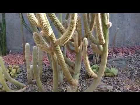 ARCHIELUXURY'S FATHER GIVES ADVICE - The Secret to Happiness