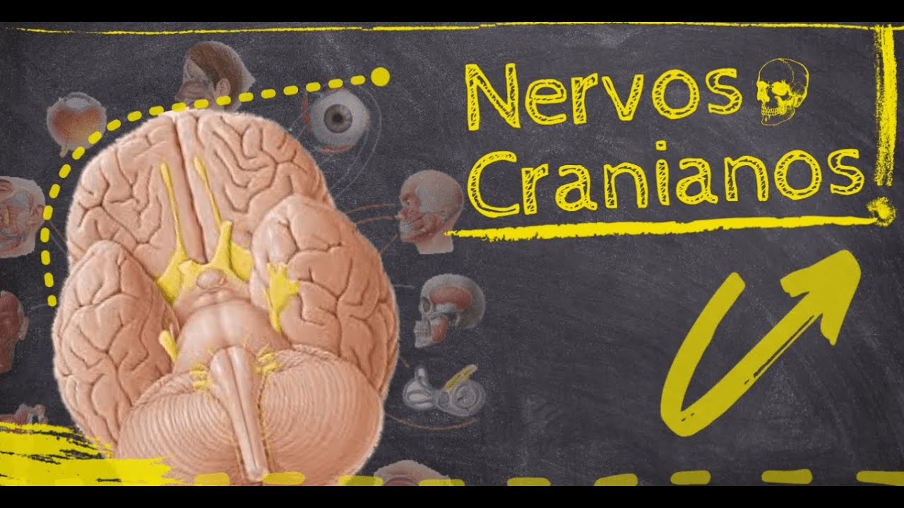 12 PARES DE NERVOS CRANIANOS