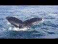 Südafrika 2017 - Buckelwale vor Langebaan