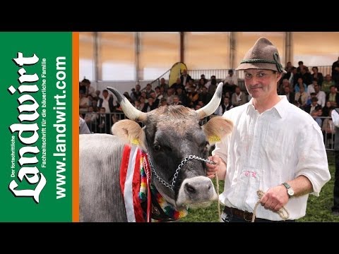 kuisa 09 - Bundesgrauviehschau in Imst