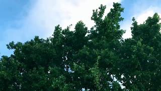 Kele Okereke - Grounds for Resentment feat. Olly Alexander (Official Audio)