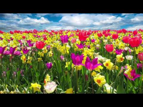 I like the flowers | Kinderlied mit Text zum Mitsingen