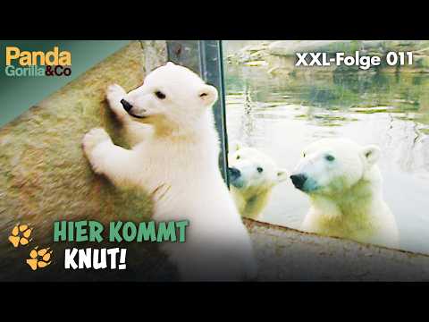 XXL-Knut-Spezial: Abenteuer mit Knut dem kleinen Eisbären im Zoo | Panda, Gorilla & Co.