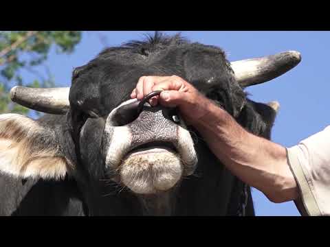 Agro karavan ep.184 - Istočna Hercegovina - 11.07.2021.