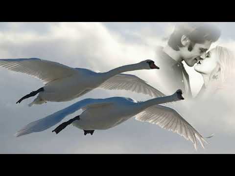 Два белых лебедя - музыкальная открытка#лебеди #песня
