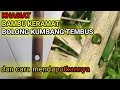 THE EXTRAORDINARY BENEFITS OF THE HOLE FLOWING BAMBOO
