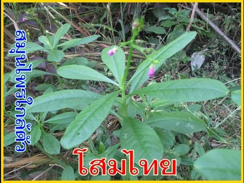 วิธีการชงชาจากแรงวิลโลว์ จะถือว่าเป็นโรคเบาหวานความอ่อนแอ