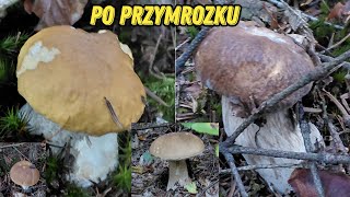 Po przymrozku
