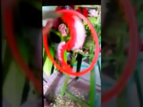 Chintamani vertical hand cum power operated chaff cutter wit...