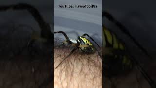 Argiope Garden Spider Injured By Praying Mantis