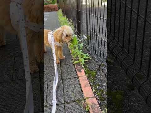 経営学科 道端の植物が気になって噛むトイプードル9ヶ月 #toypoodle #puppy #トイプードル