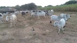 Beautiful cows at Shri Shyam Sunder Gaushala Kandhauli