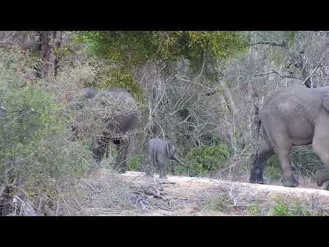 Djuma: Elephant herd gets a drink at the dam - 16:58 - 08/30/2022