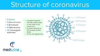 Structure Of Coronaviruses and Structural Proteins