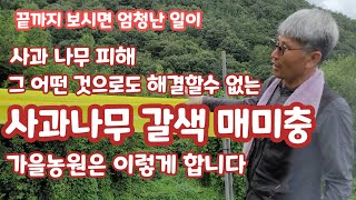 갈색날개매미충 피해예방 트랩설치 가을농원은 이렇게 합니다 [사과재배]