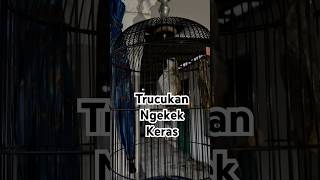Download lagu Trucukan ngekek full Emosi Birahi #birdsong #pancingantrucukanagarropel #shortsvideo #trucukgacor mp3 Download lagu Trucukan ngekek full Emosi Birahi #birdsong #pancingantrucukanagarropel #shortsvideo #trucukgacor mp3